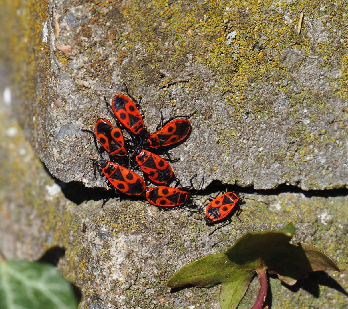 Firebugs (Pyrrhocoris apterus), 2020-03-25
