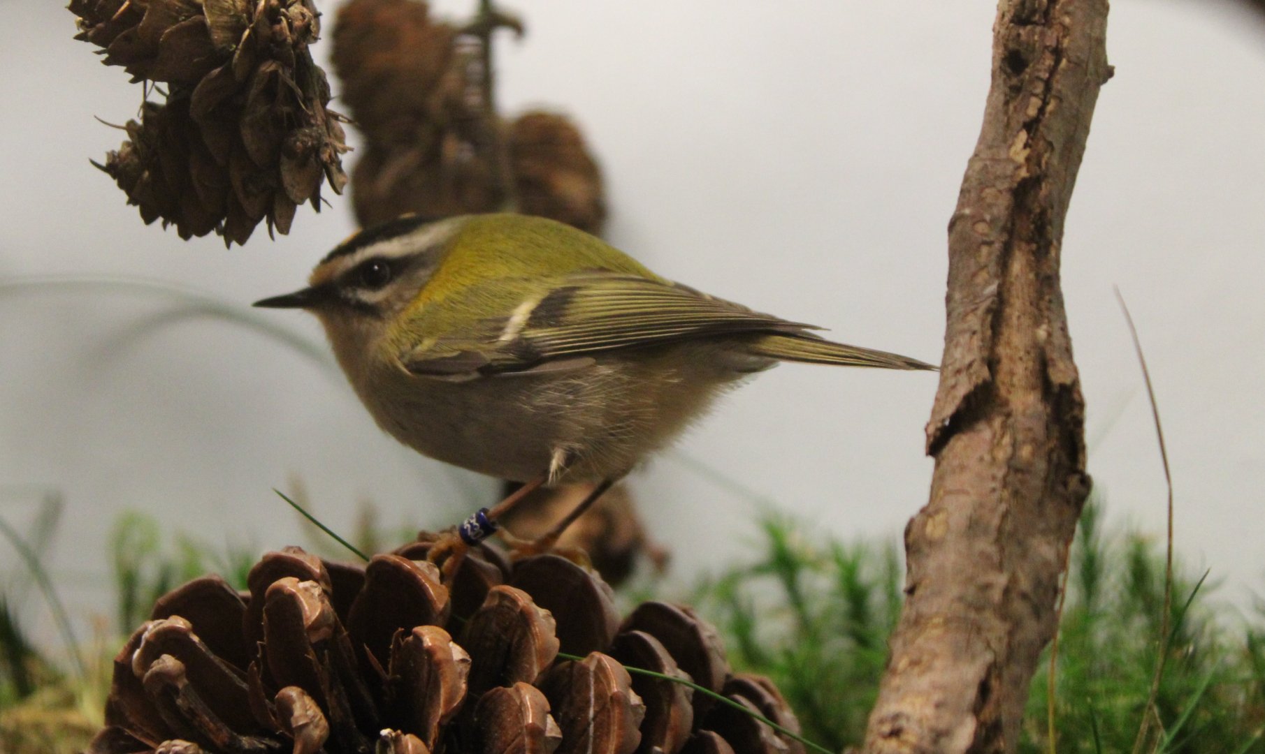 Firecrest