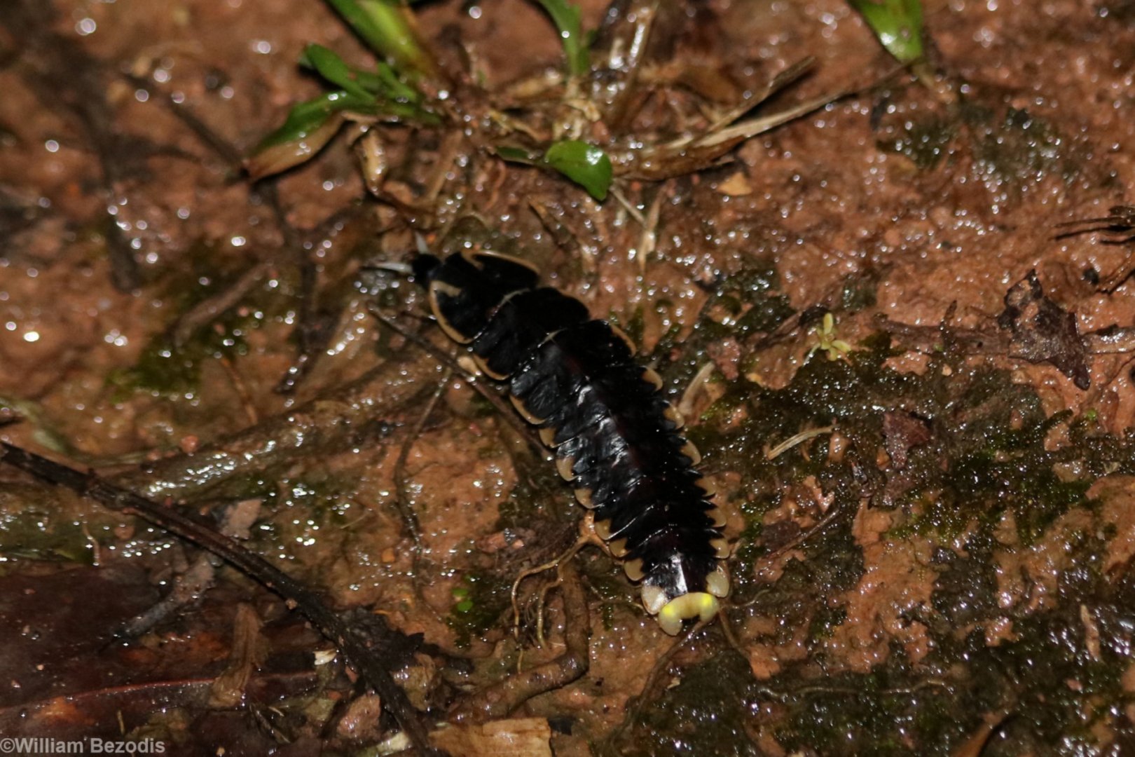Firefly Larva - Crocker Range