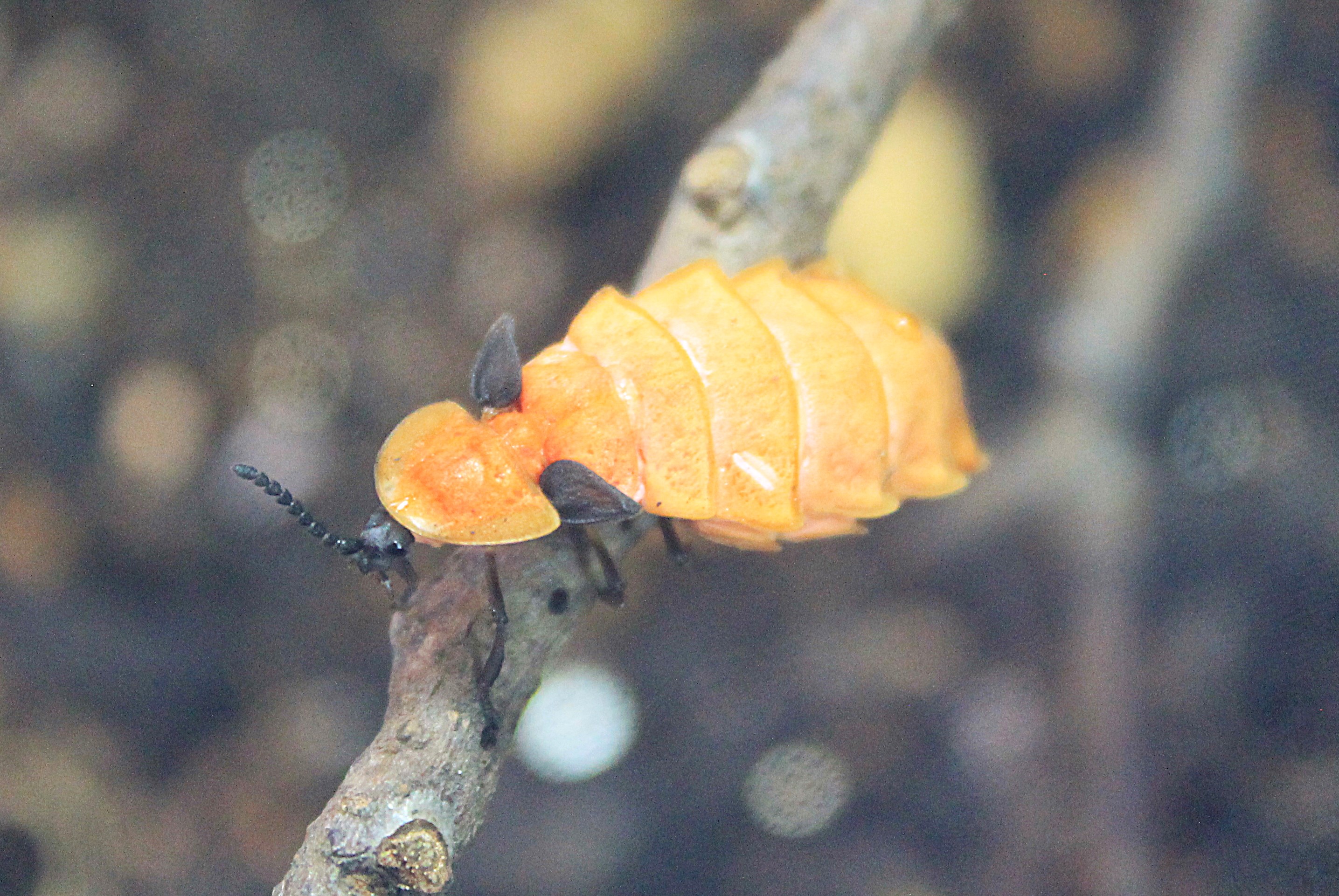Firefly larva (Pyrocoelia atripennis)