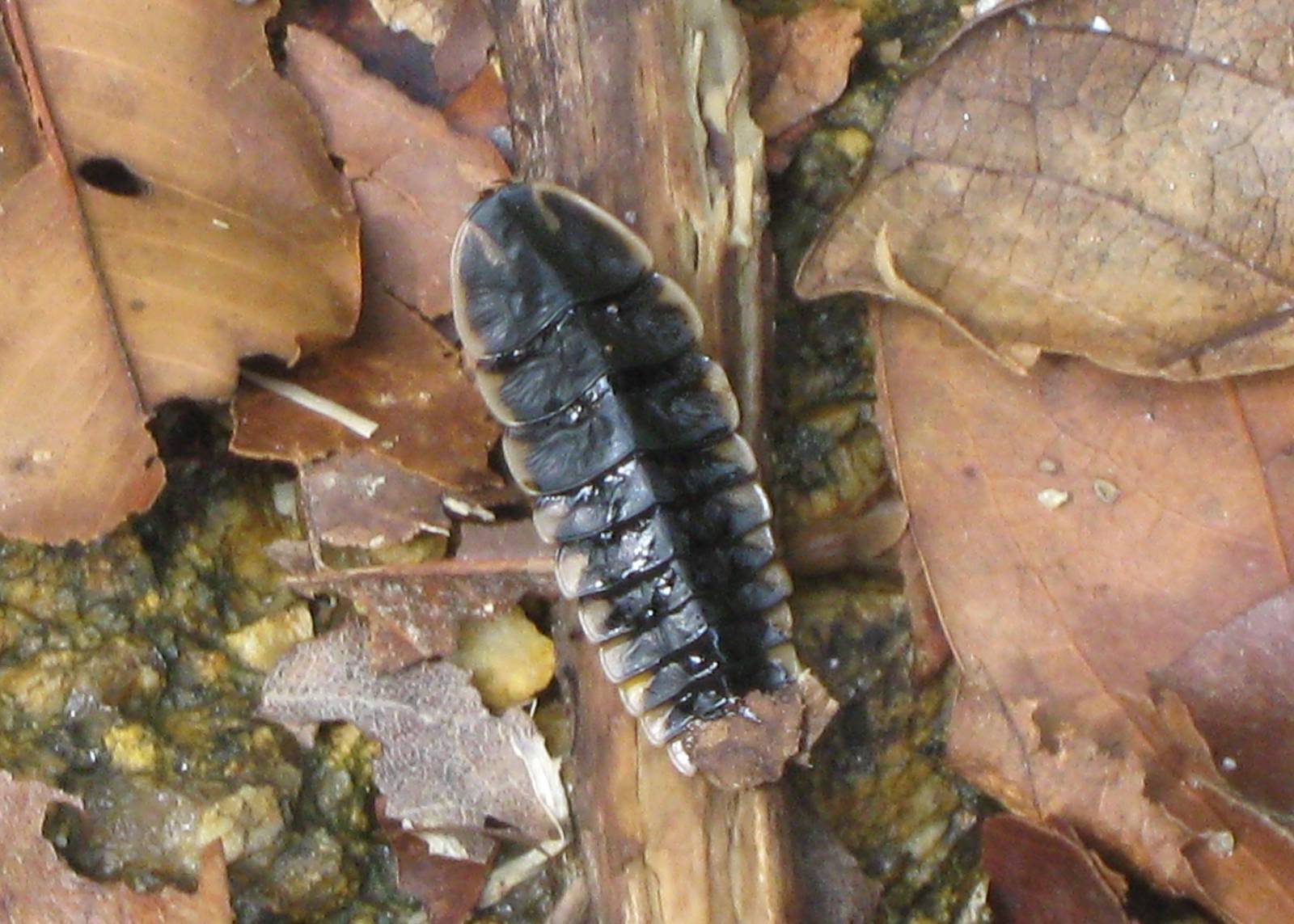 firefly larva