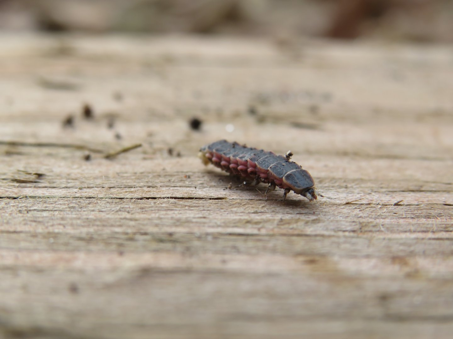 Firefly larvae
