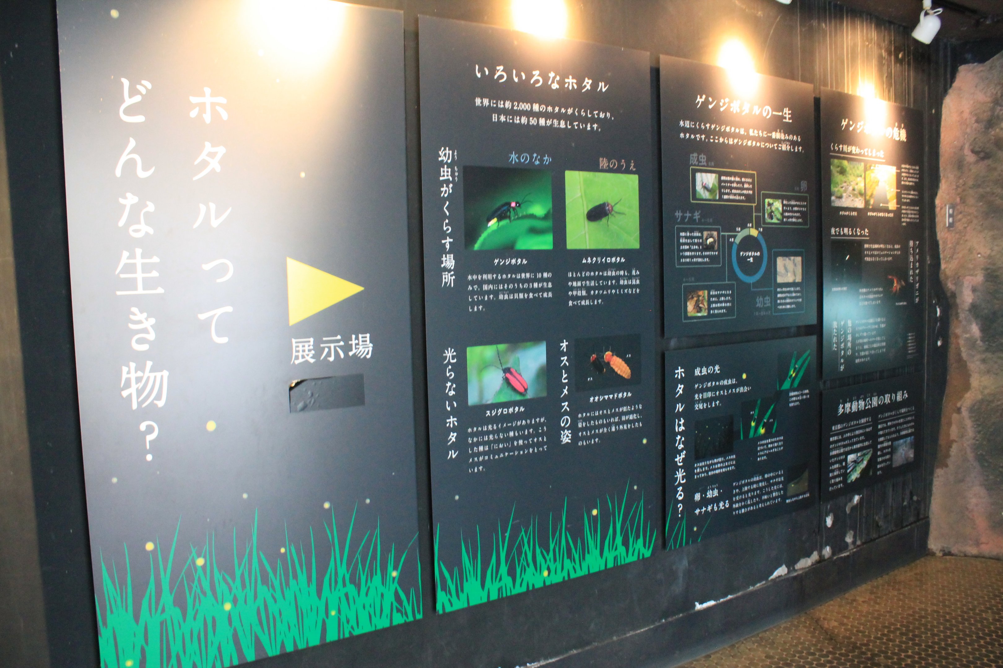 Firefly signage - Insectopia