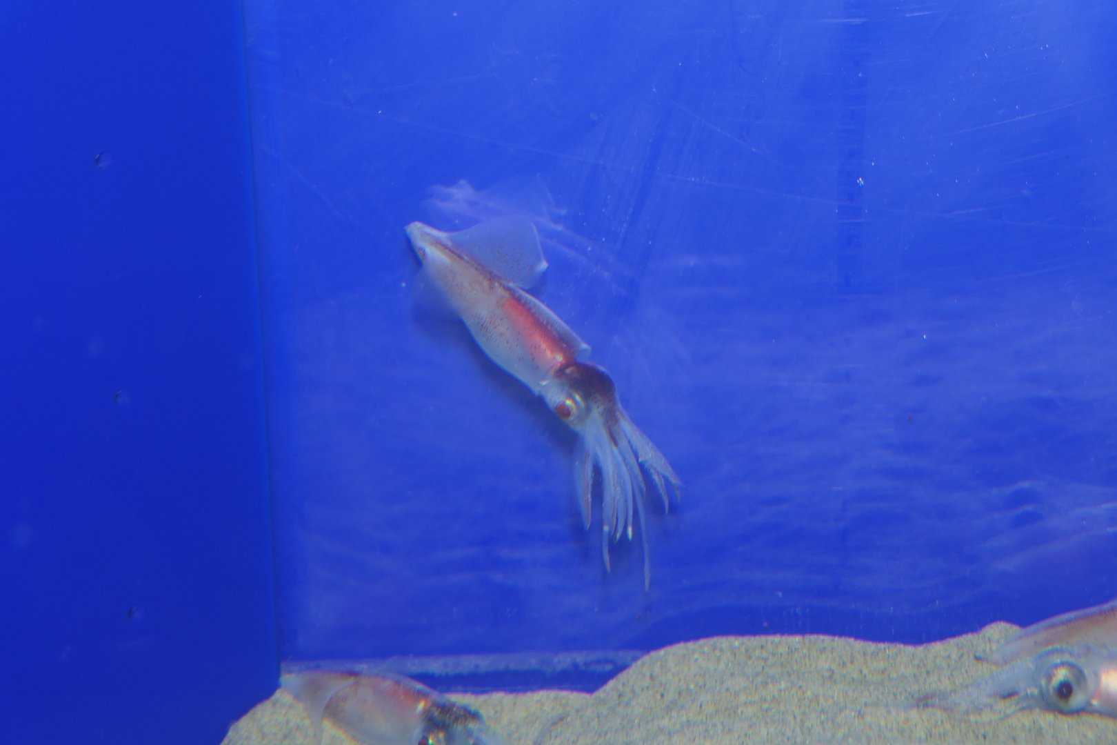 Firefly Squid - Watasenia scintillans) - Uozu Aquarium