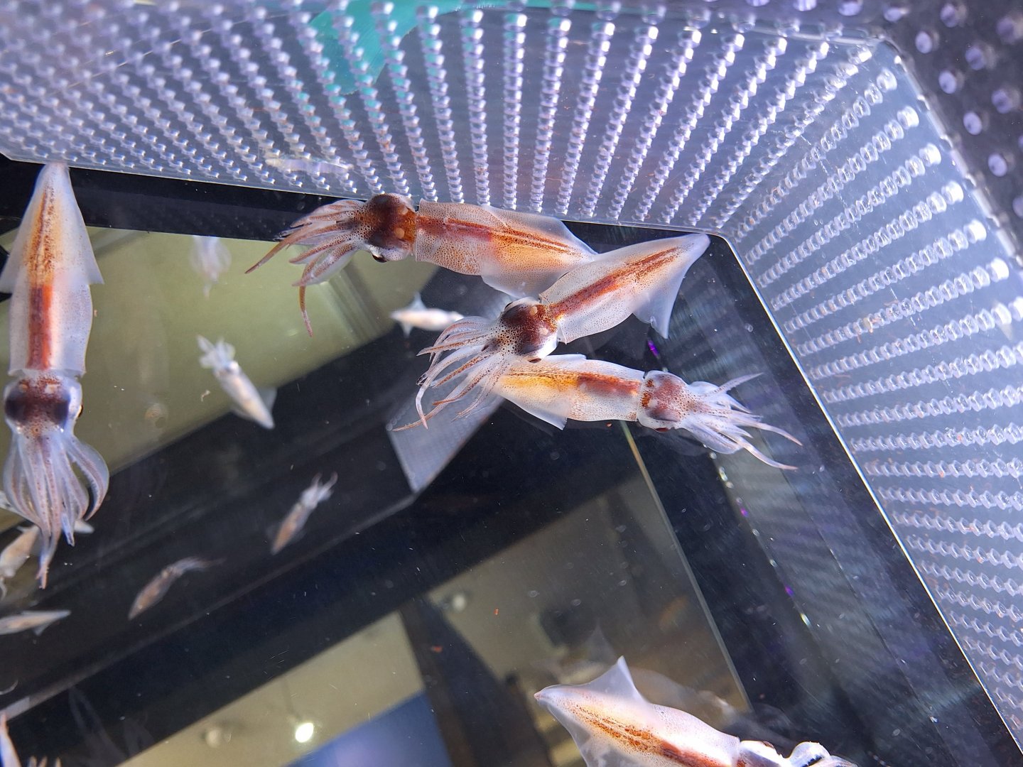 Firefly Squid (Watasenia scintillans) - Uozu Aquarium