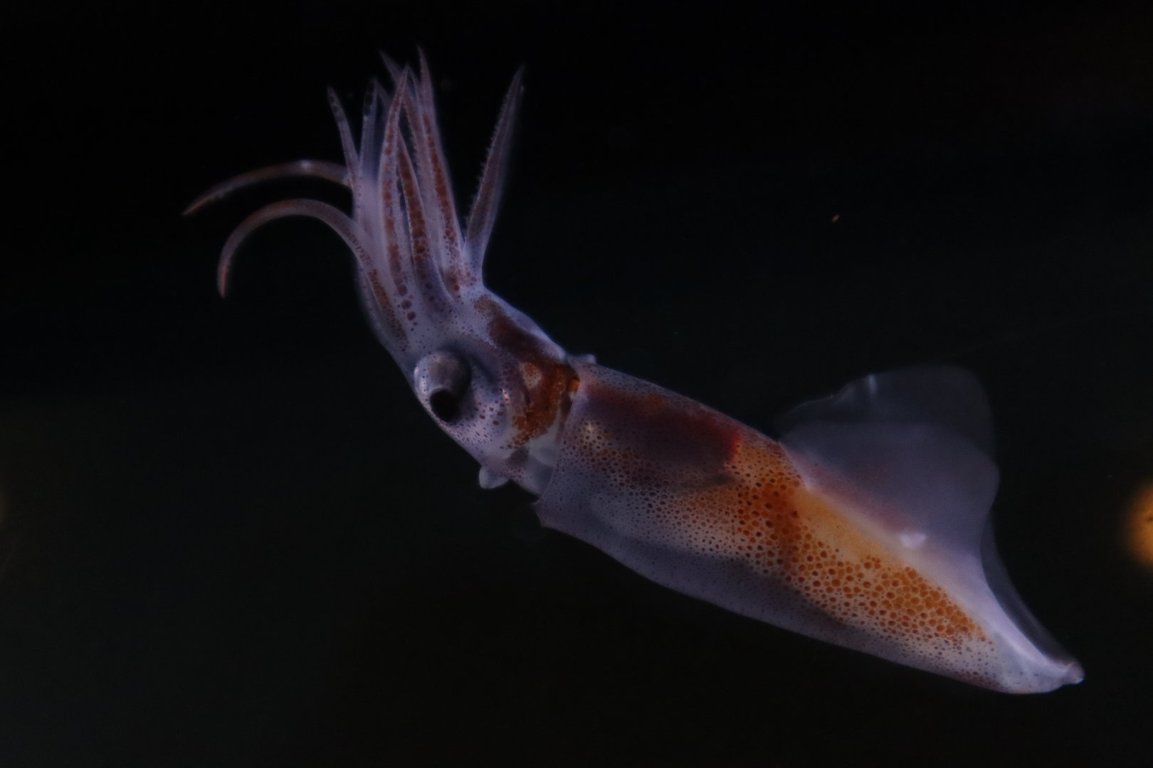 Firefly squid
