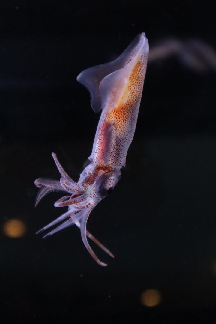 Firefly squid