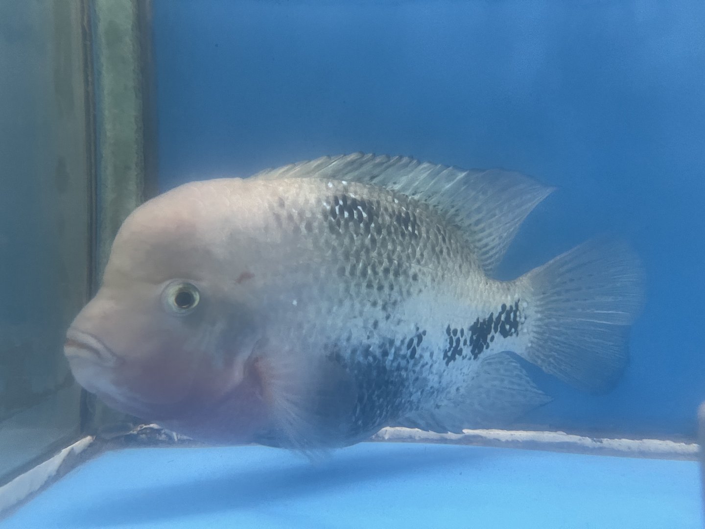 firehead cichlid (vieja melanurus)