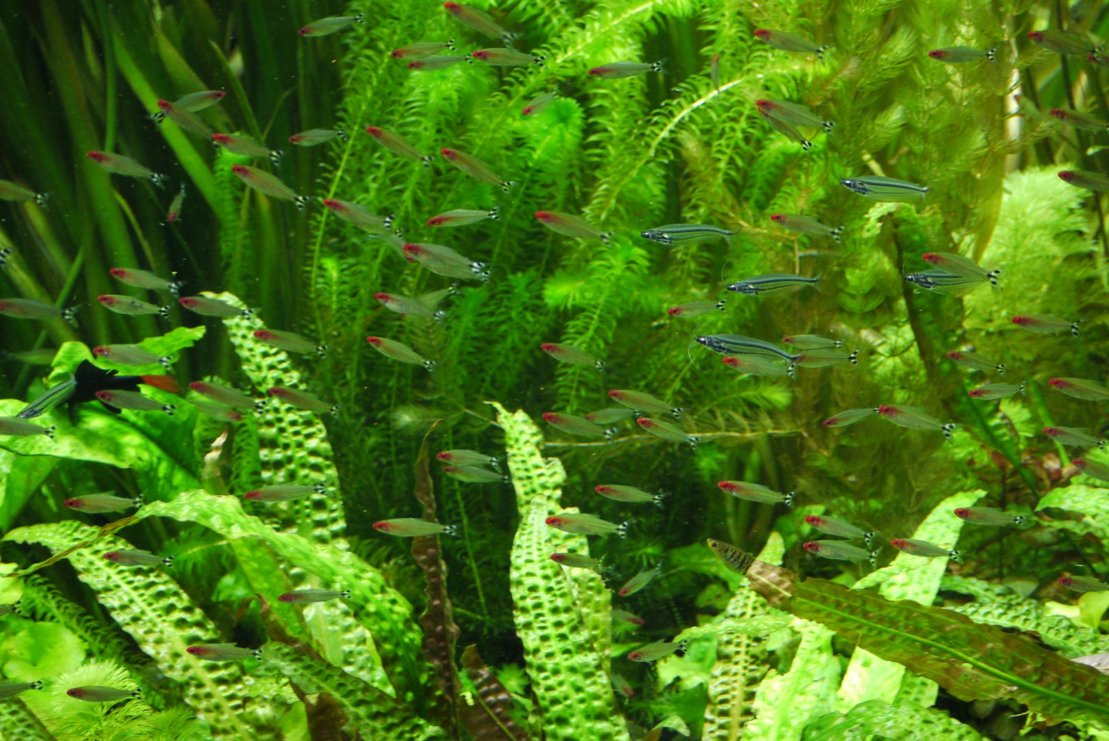 Firehead Tetra and Glass Schilbid