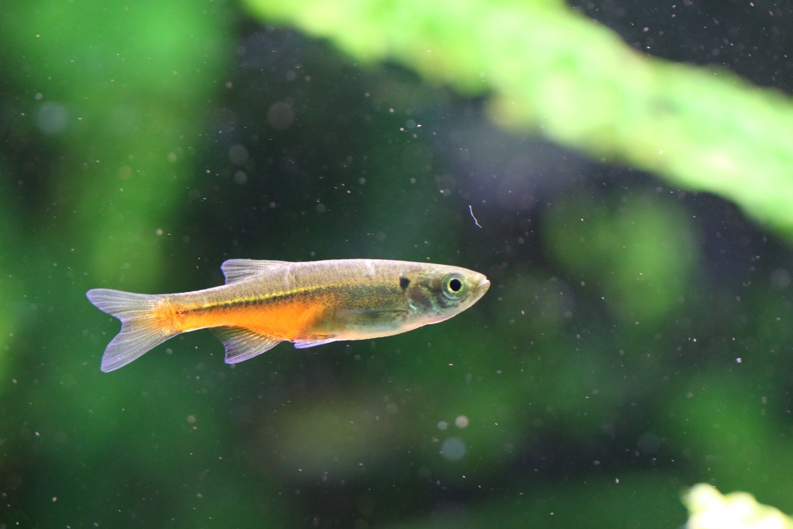 Fireline Danio (Devario sondhii)