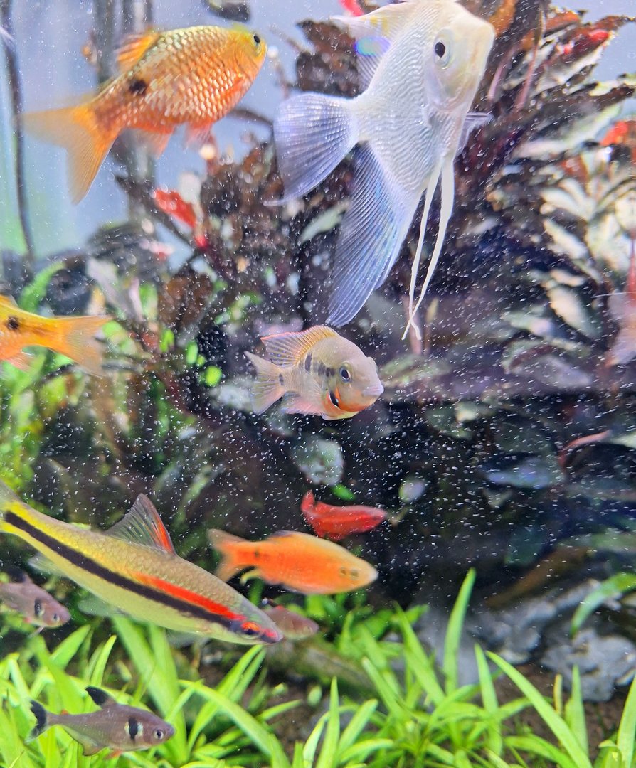 Firemouth Cichlid, Freshwater Angelfish, Denison's Barb, Rosy Barb, Cherry Barb and Black Phantom Tetra