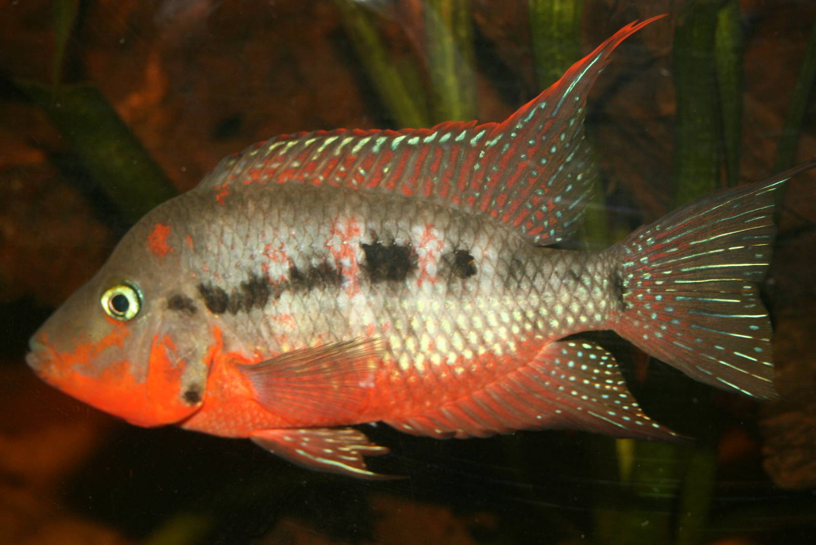 Firemouth cichlid; London Zoo; 1st January 2011