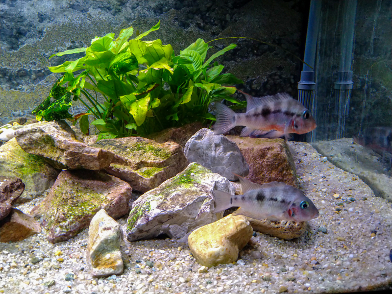 firemouth cichlid (Thorichthys meeki)