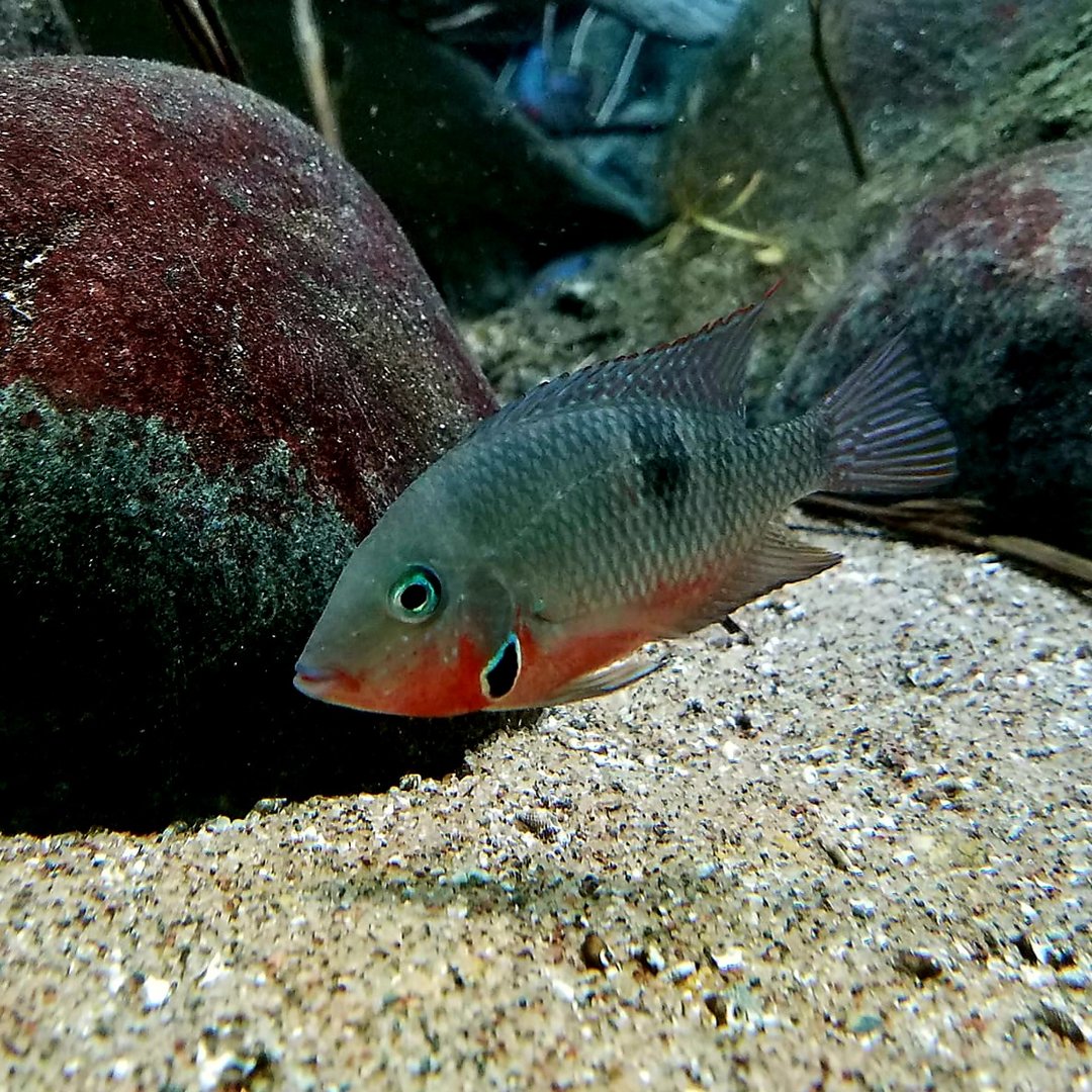 Firemouth Cichlid (Thorichthys meeki)