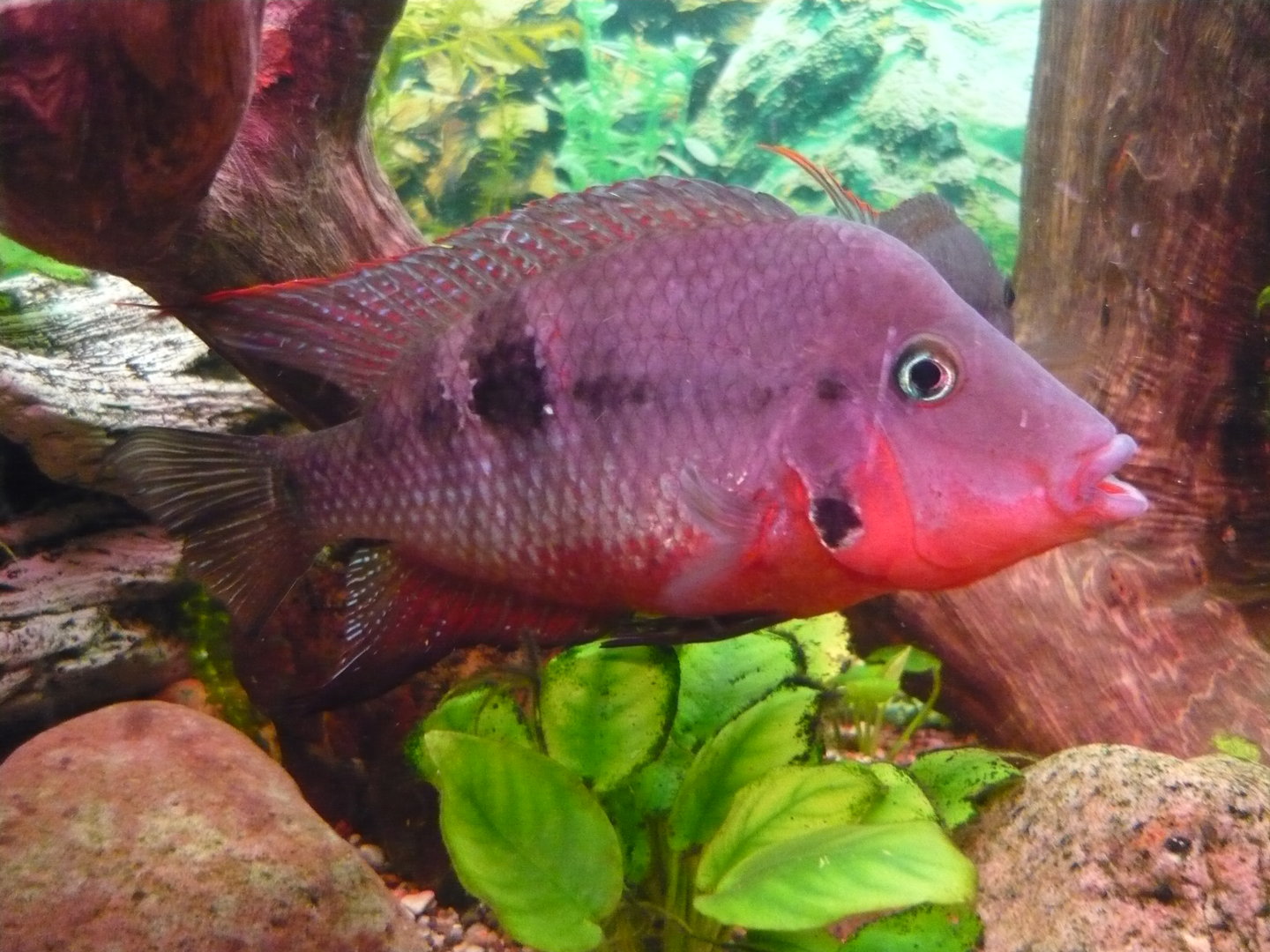 Firemouth cichlid