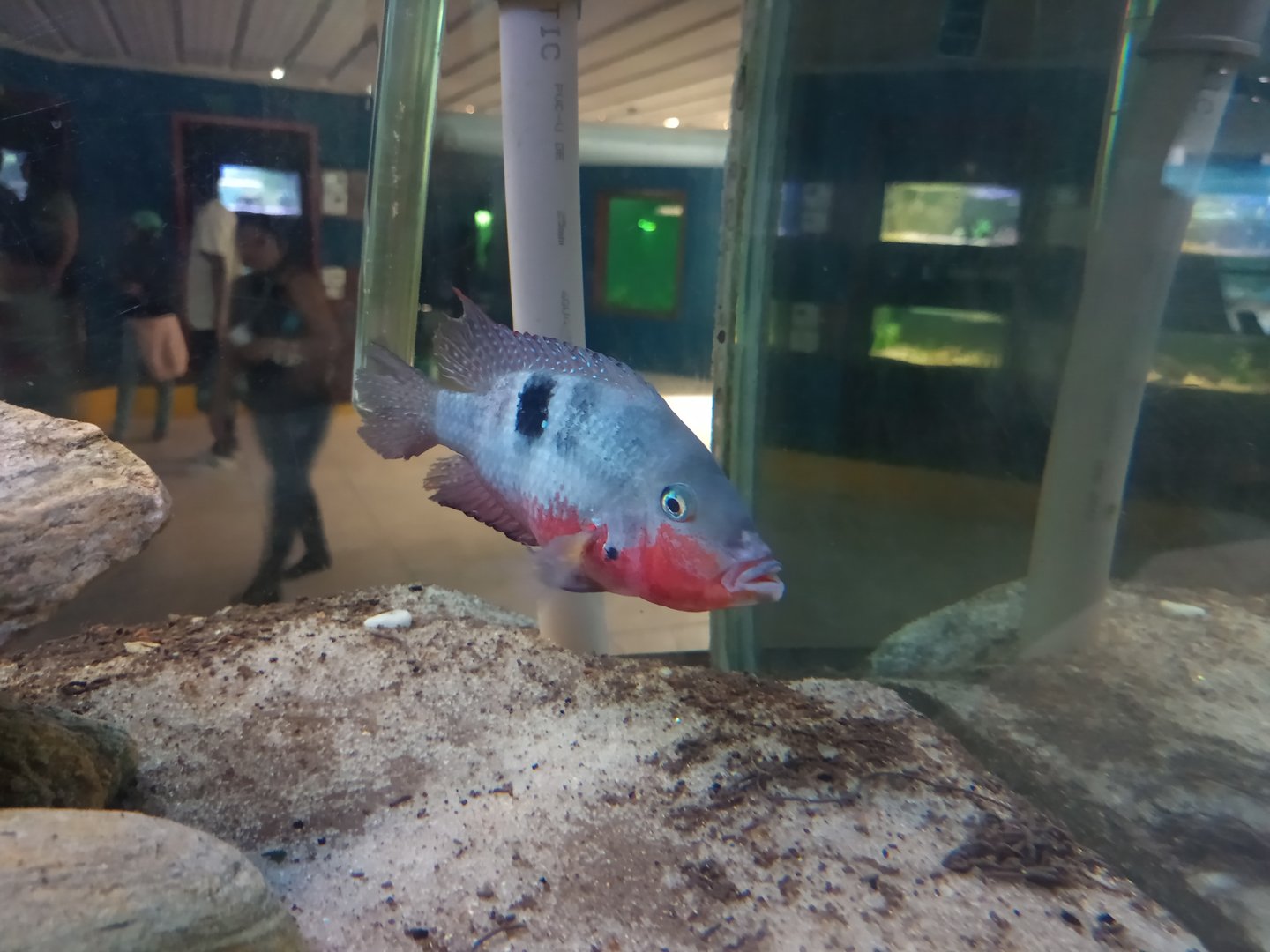 Firemouth cichlid