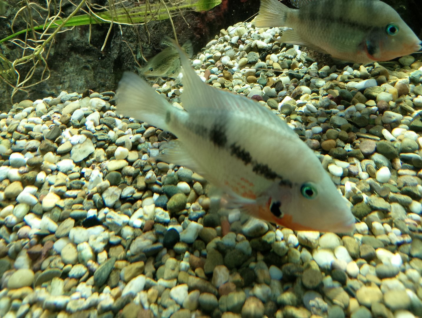 Firemouth cichlid