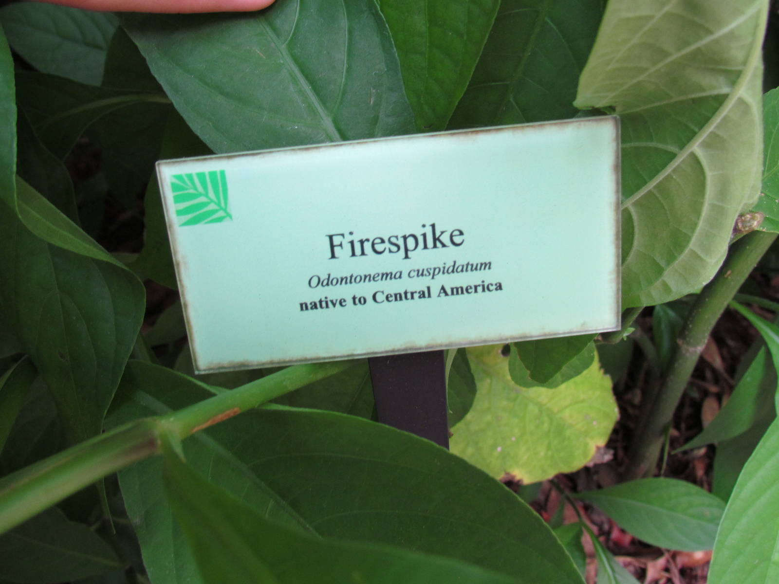 Firespike