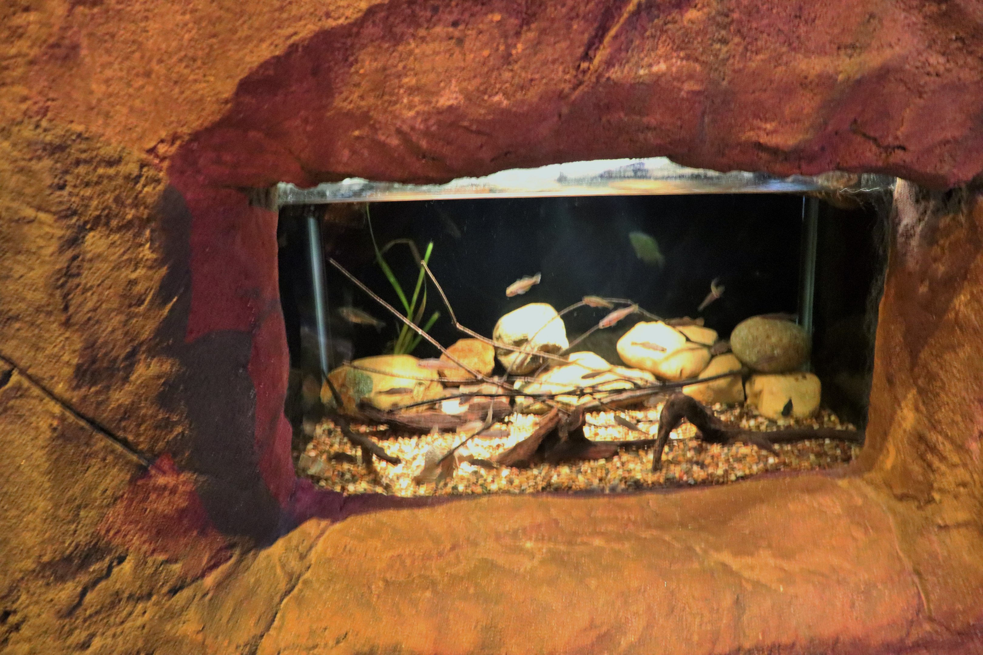 Firetail Gudgeon Tank