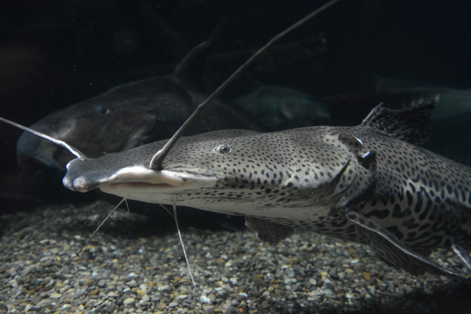 Firewood catfish (Sorubimichthys planiceps)