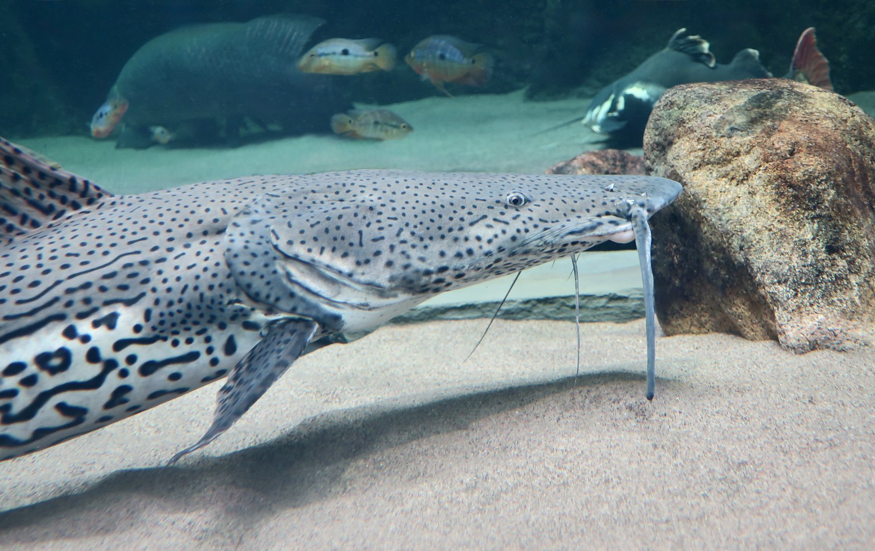 Firewood Catfish (Sorubimichthys planiceps)