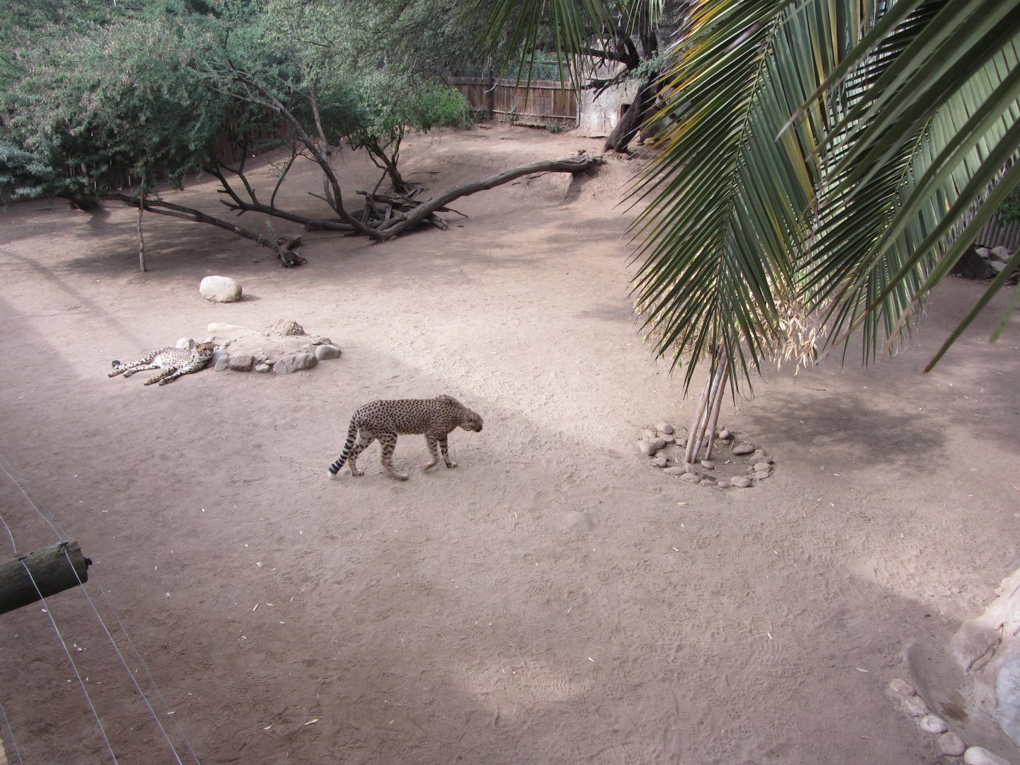 First Adult Cheetah Exhibit