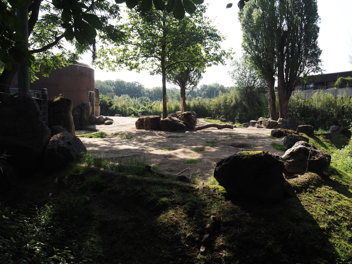 First African bush elephant paddock, 2024-06-08