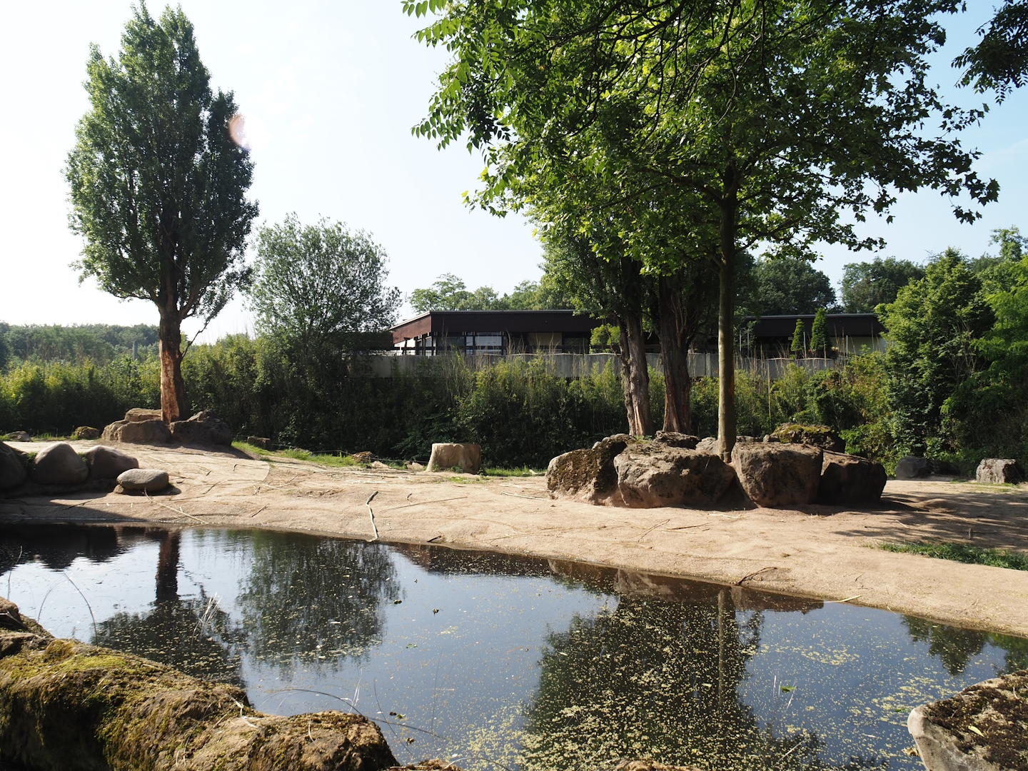 First African bush elephant paddock, 2024-06-08