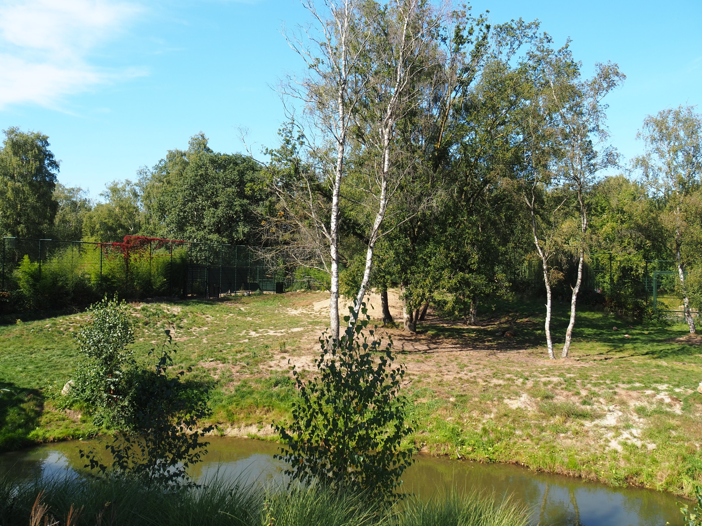First African lion exhibit, 2019-09-15