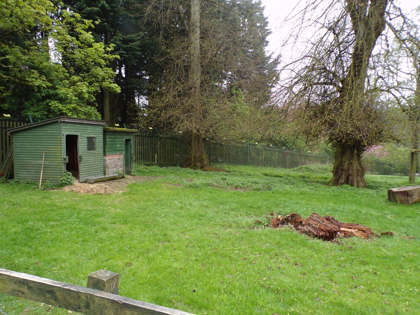 First African pygmy goat enclosure 7.5.23