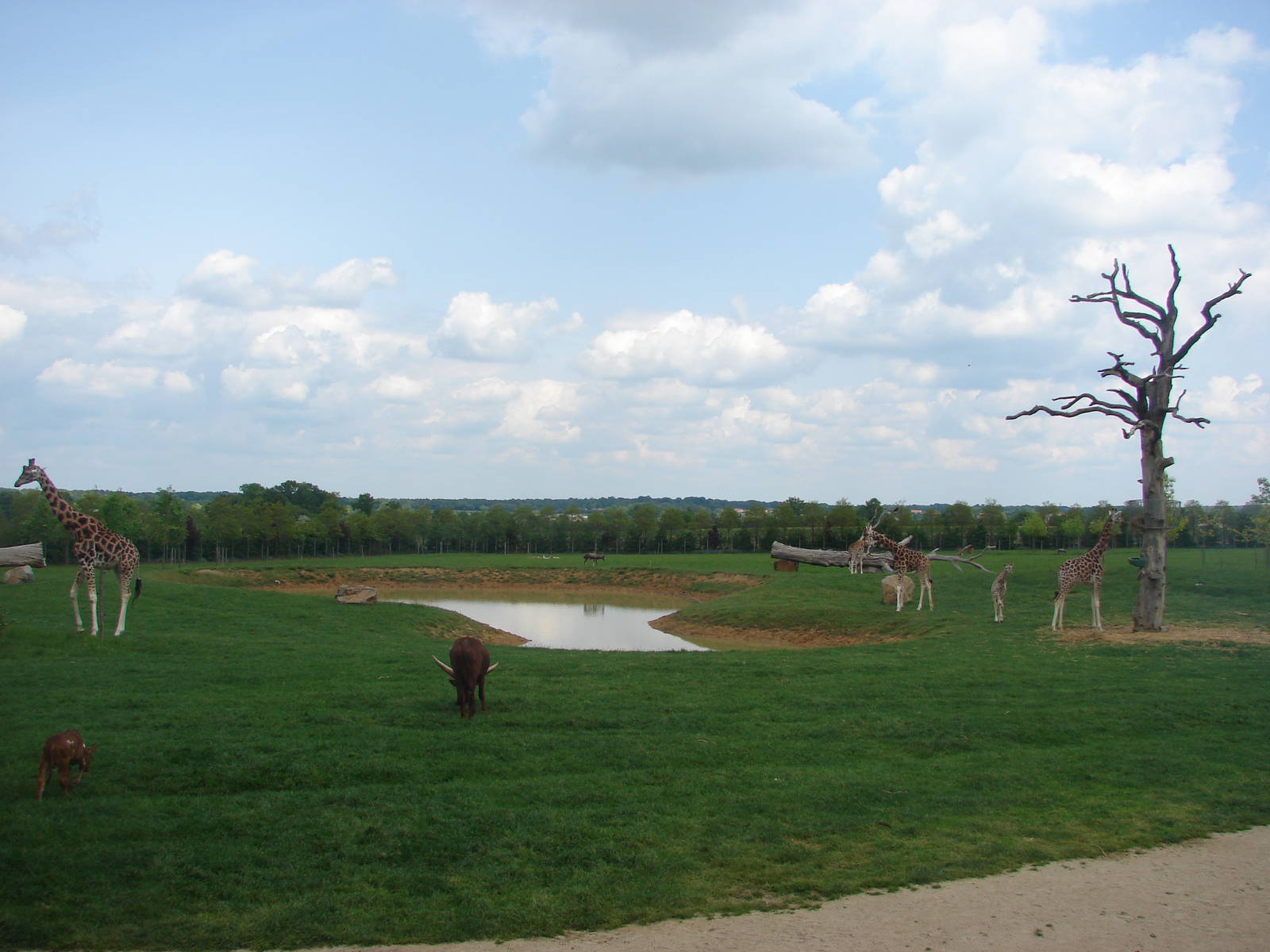 First african savannah