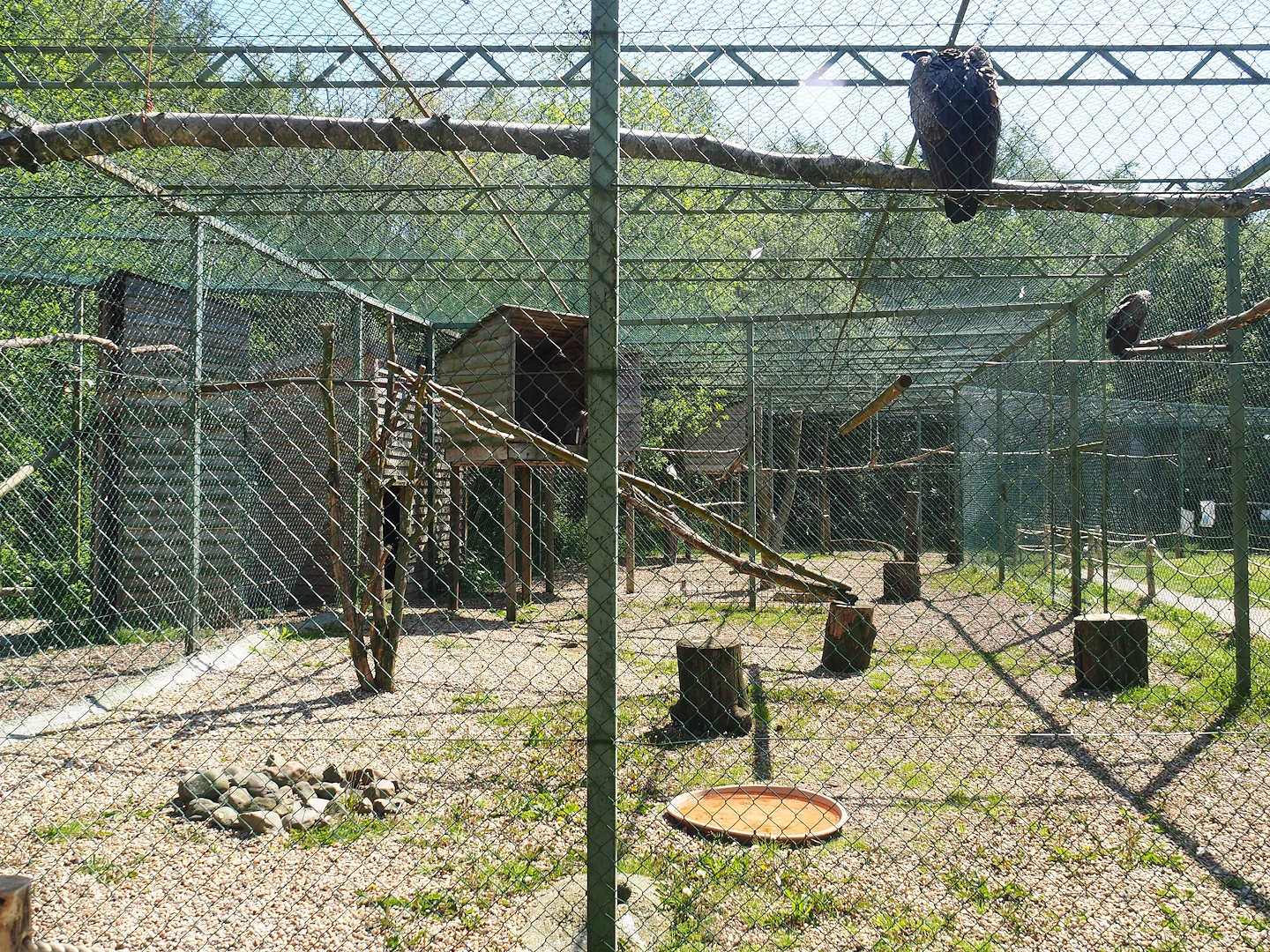 First African white-backed vulture aviary, 2023-05-19
