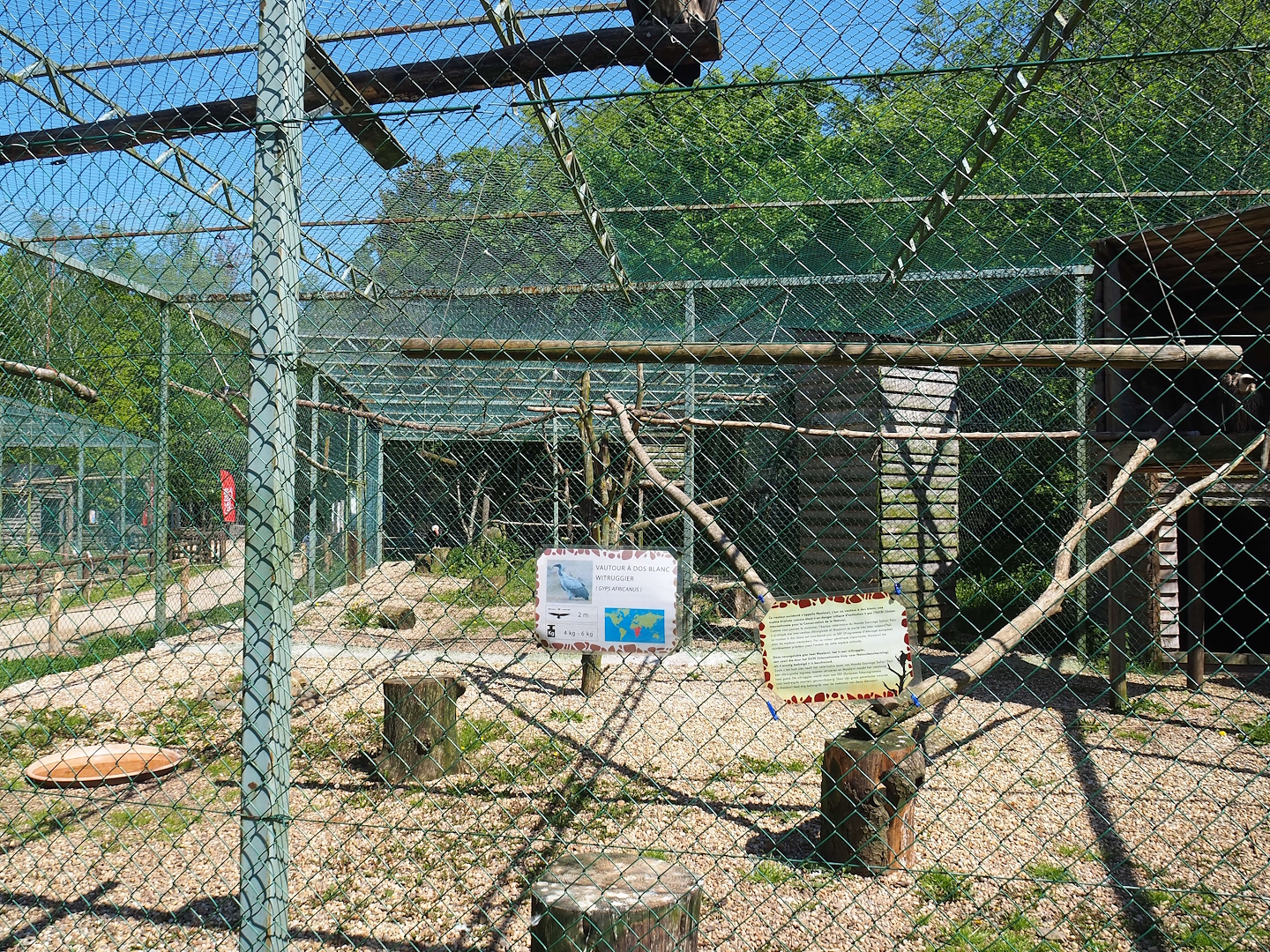 First African white-backed vulture aviary, 2023-05-19