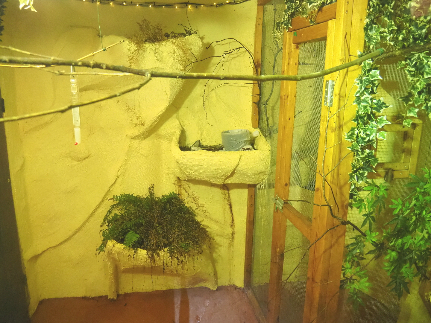 First Amazilia hummingbird aviary, 2021-09-03