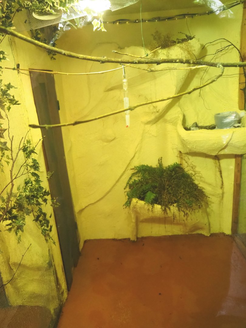 First Amazilia hummingbird aviary, 2021-09-03