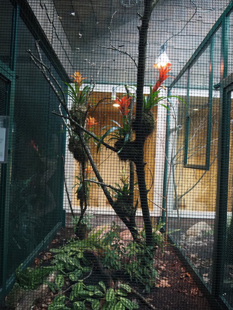 First Amazilia hummingbird aviary, 2024-05-22