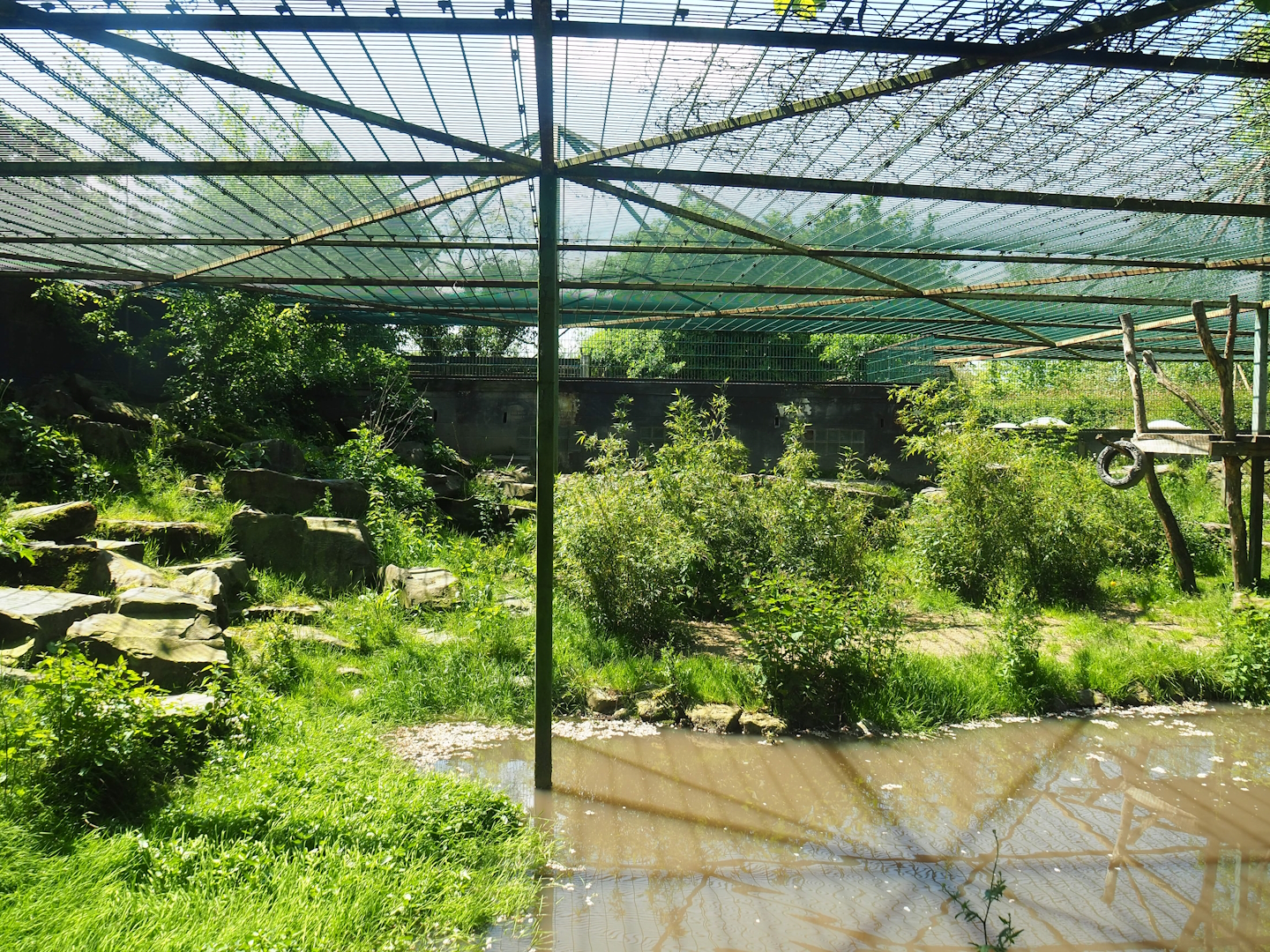 First Amur leopard exhibit (Former tiger exhibit), 2023-05-19