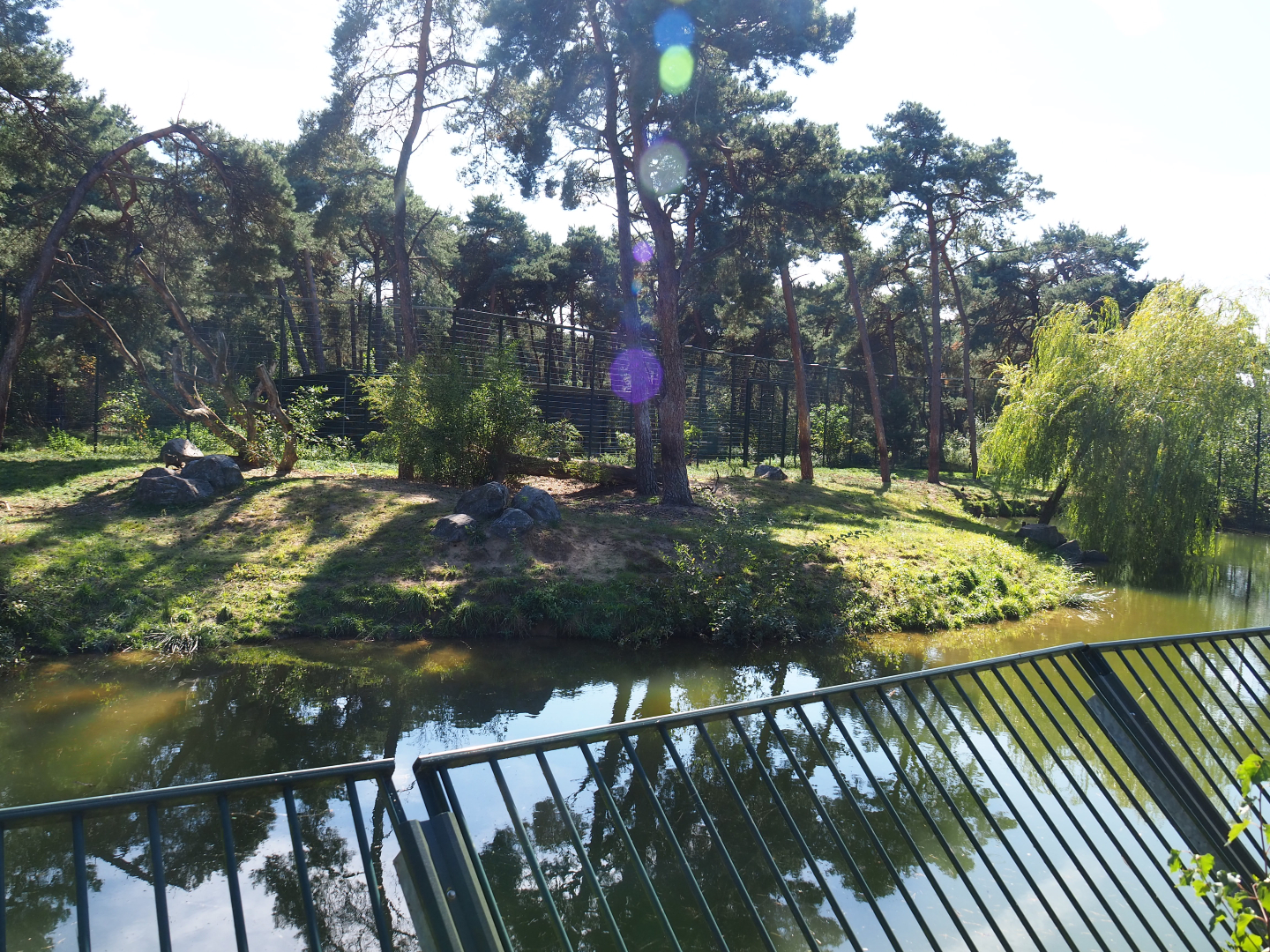 First Amur tiger exhibit, 2019-09-15