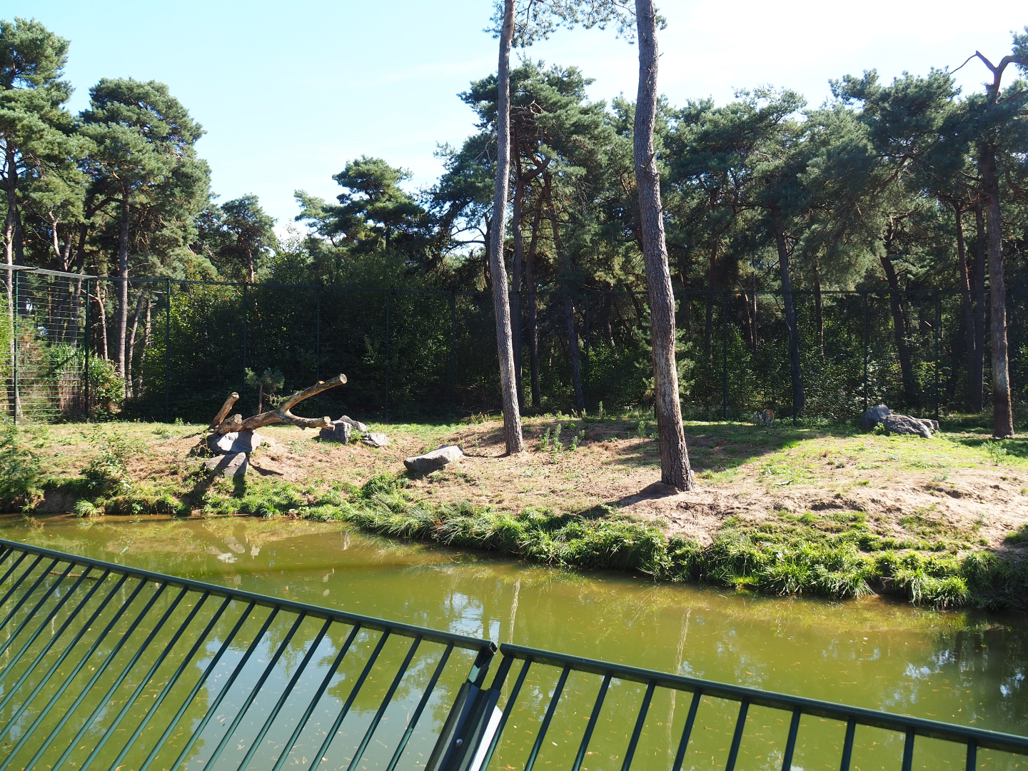 First Amur tiger exhibit, 2019-09-15