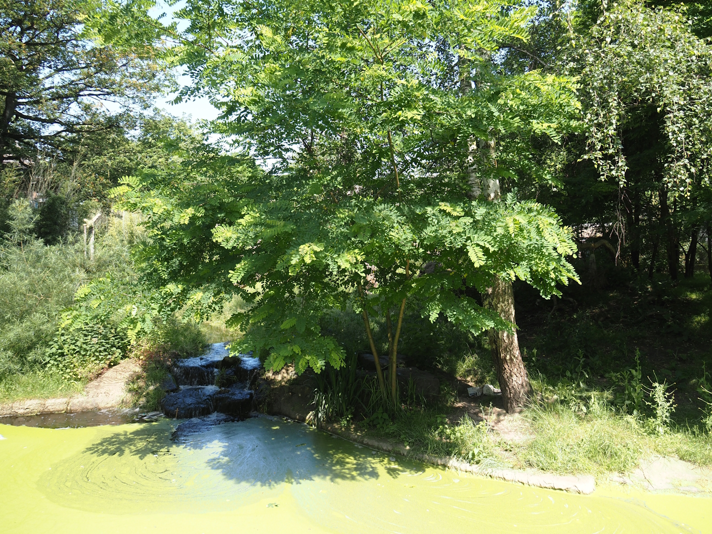 First Amur tiger exhibit, 2024-06-08