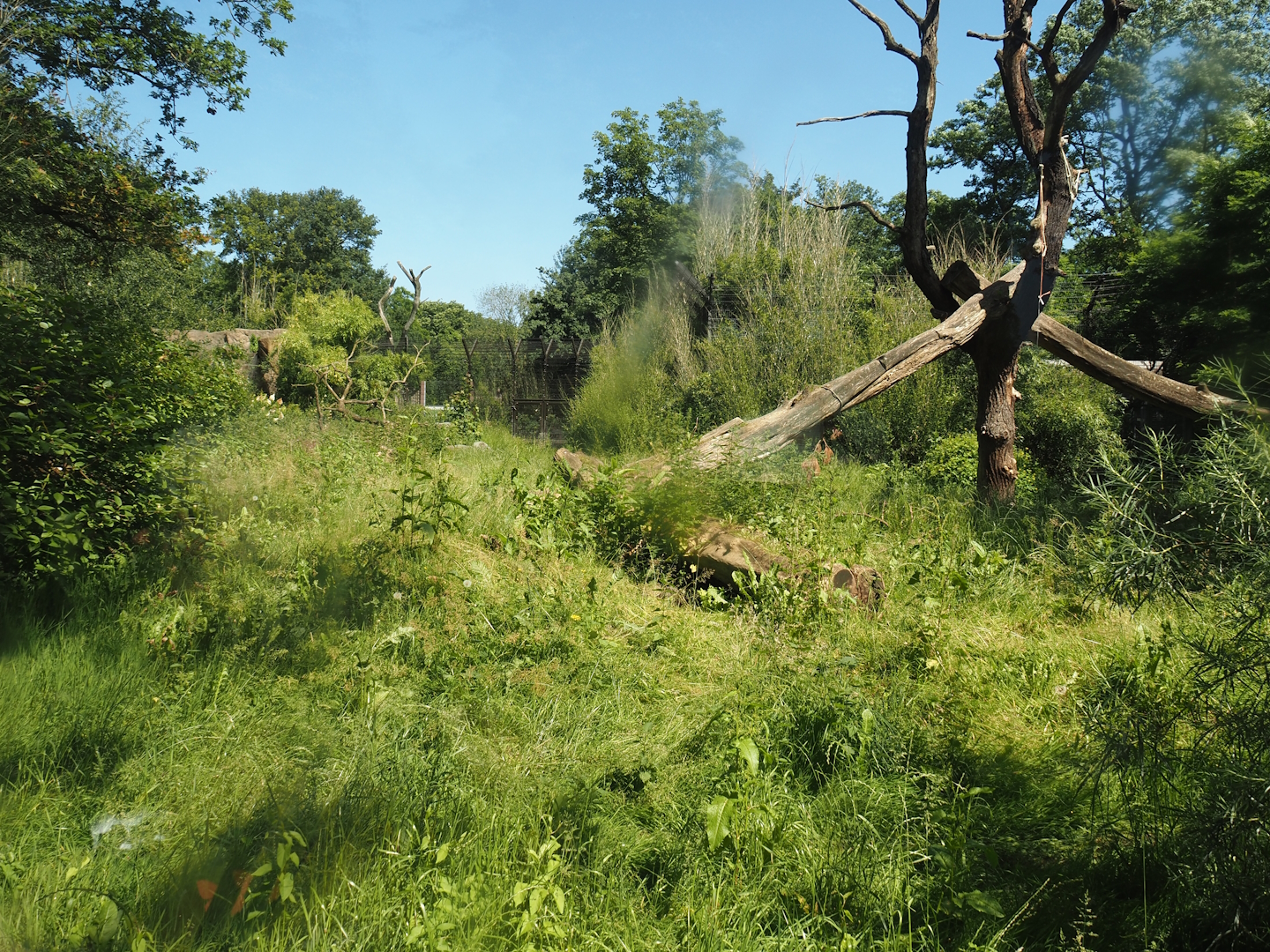 First Amur tiger exhibit, 2024-06-08
