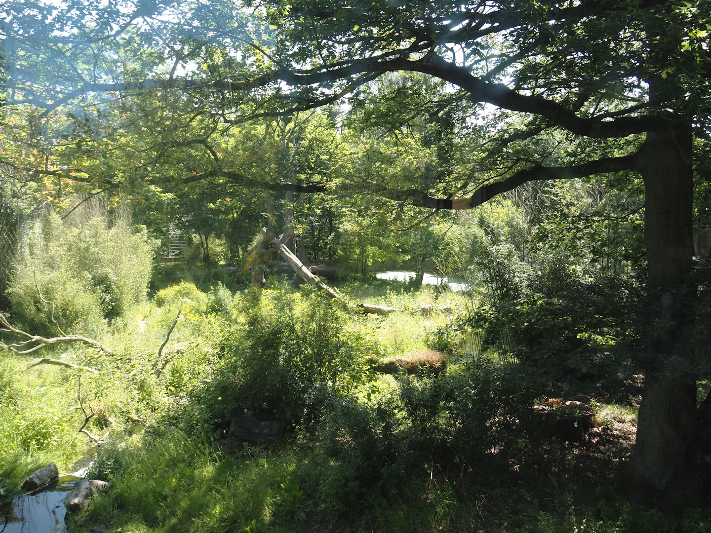 First Amur tiger exhibit, 2024-06-08
