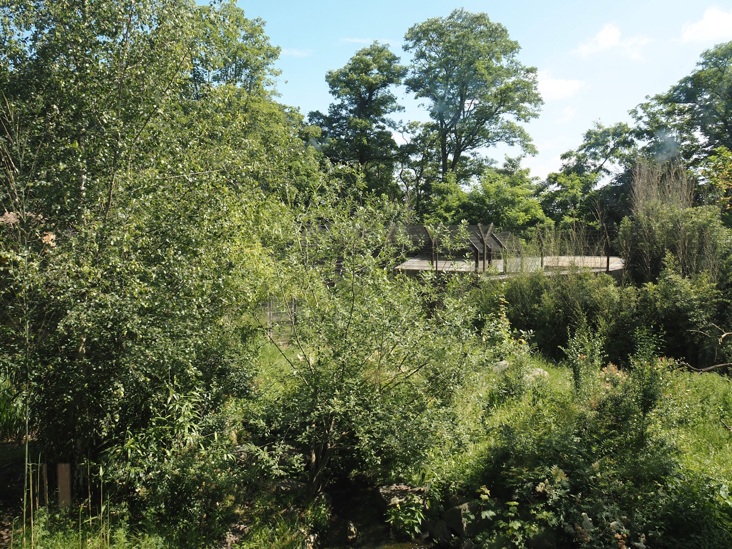First Amur tiger exhibit, 2024-06-08