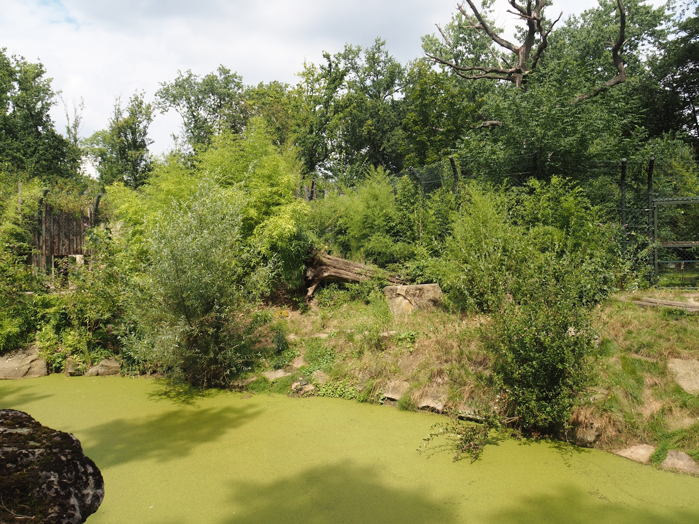 First Amur tiger exhibit, 2024-08-05