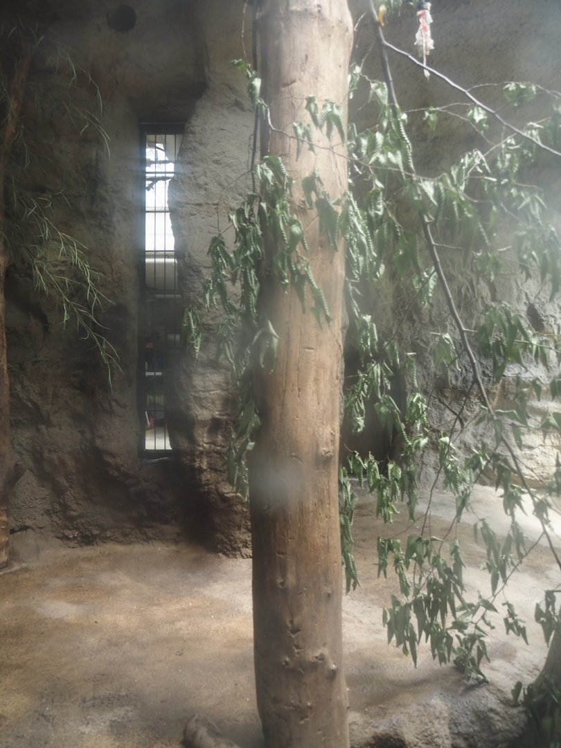 First Amur tiger indoor exhibit, 2024-08-05