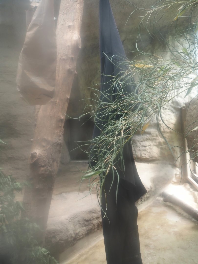 First Amur tiger indoor exhibit, 2024-08-05