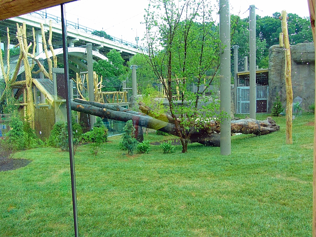 First Amur Tiger Yard