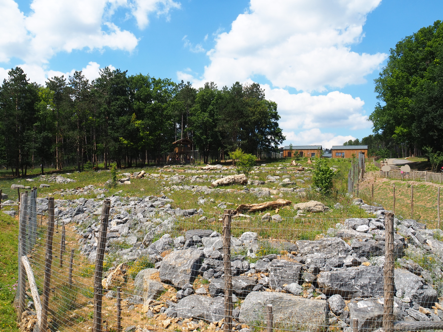 First and newest Eurasian brown bear exhibit, 2020-07-12
