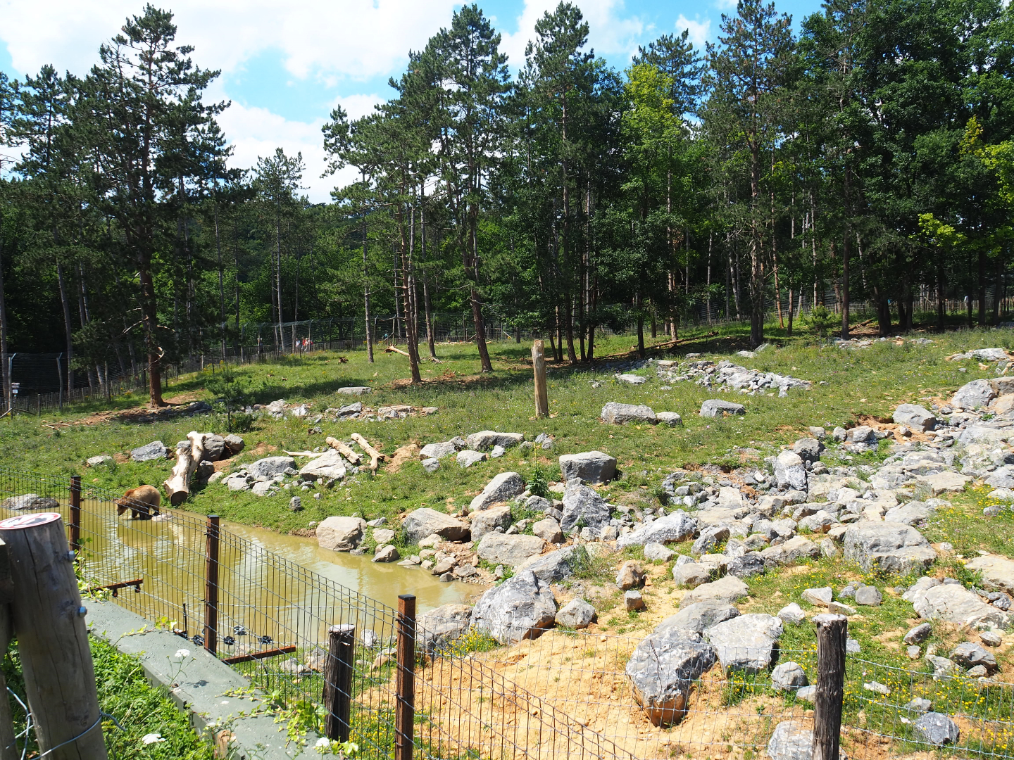 First and newest Eurasian brown bear exhibit, 2020-07-12