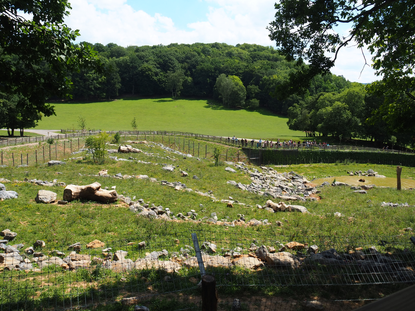 First and newest Eurasian brown bear exhibit, 2020-07-12